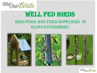 Top 5 tips to choose the right bird feeder
