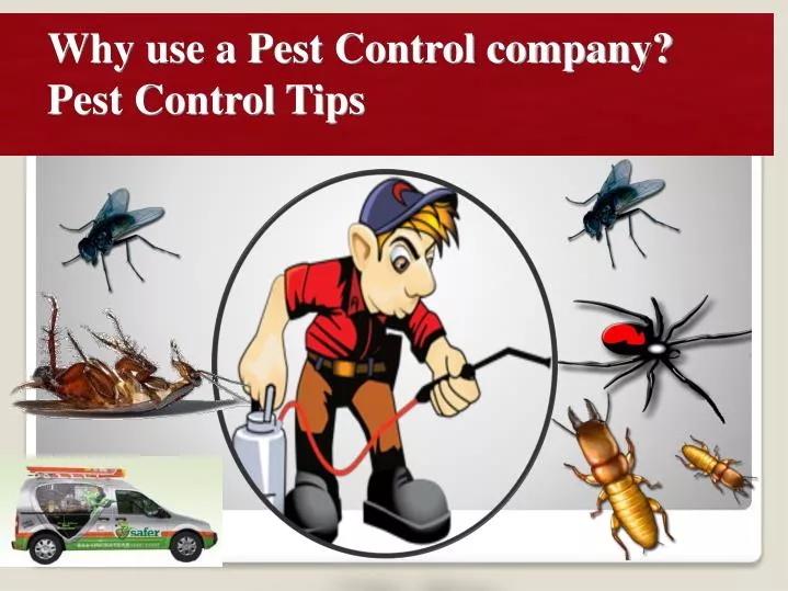 why use a pest control company pest control tips