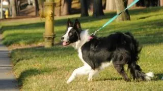Dog training - Training the shy or fearful puppy or dog