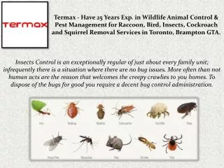 Insects Removal Services