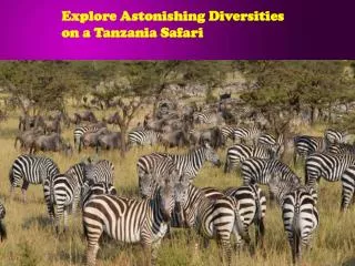 Explore Astonishing Diversities on a Tanzania Safari