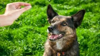 Dog training - Teaching a puppy to accept his collar and lea