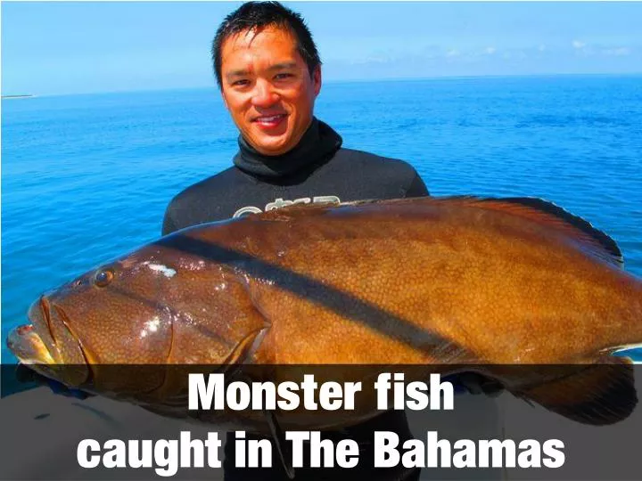 PPT - Monster fish caught in The Bahamas PowerPoint Presentation