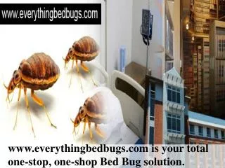 Everything Bed Bugs