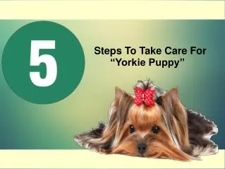 5 Steps To Take Care For Yorkie Puppy