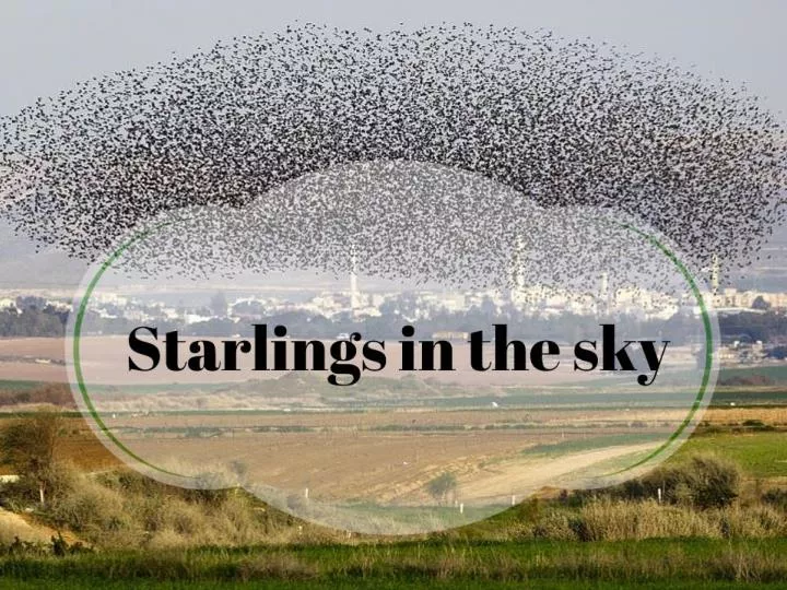 starlin starlings in the sky gs in the sky