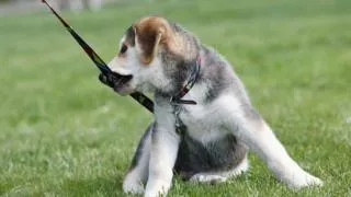 Dog Training - Teaching Your Puppy to Accept His Collar and