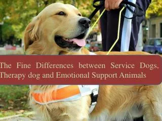 The Fine Differences between Service Dogs, Therapy dog