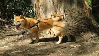Dog Training Using the Reward Training Method