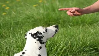 Have An Easier Time Training Your Dog