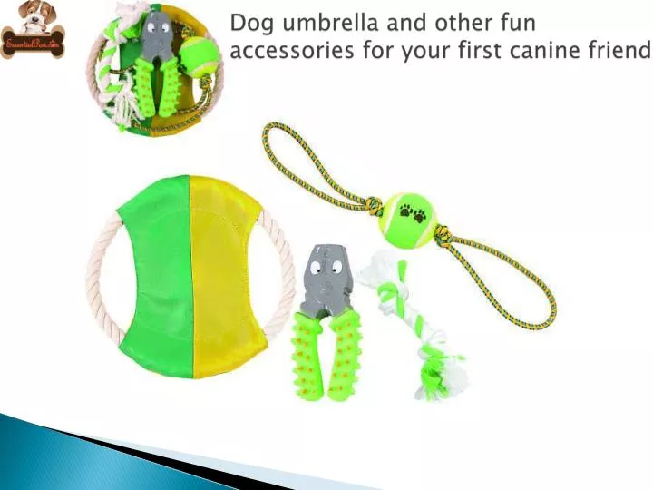 dog umbrella and other fun accessories for your first canine friend