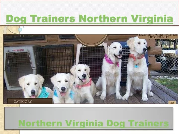 dog trainers northern virginia