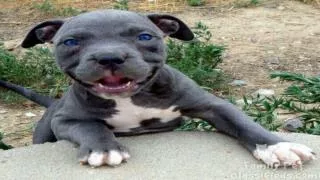 Pit Bull Puppy Problems - Dog Training Tips