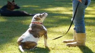 Know All About Good Dog Training Collars