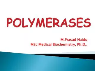 polymerases