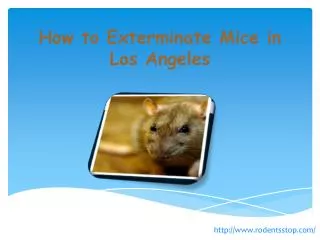 How to Exterminate Mice in Los Angeles