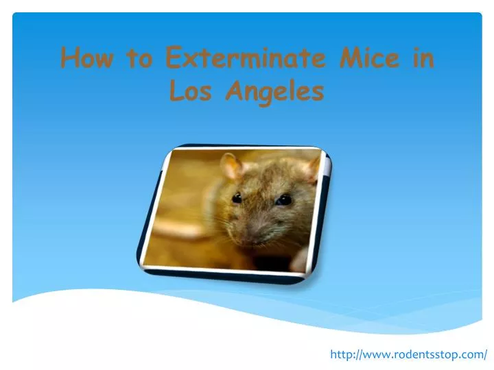 how to exterminate mice in los angeles