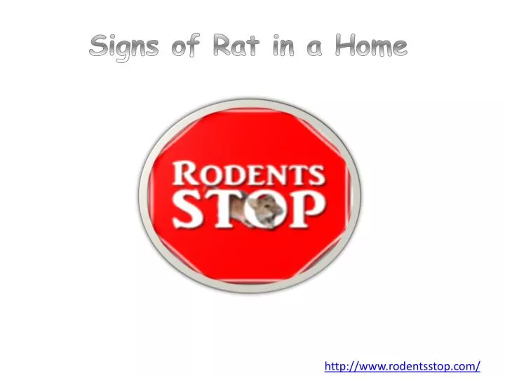 signs of rat in a home