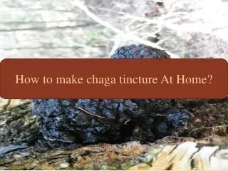 How to make chaga tincture At Home?