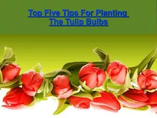 Top Five Tips For Planting The Tulip Bulbs