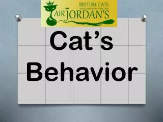 Cat’s Behavior