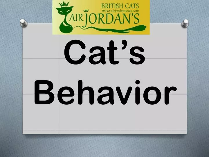 cat s behavior