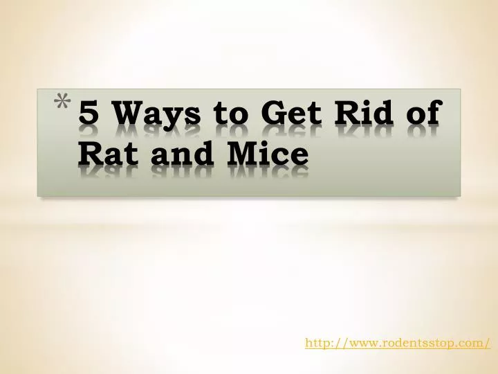 5 ways to get rid of rat and mice