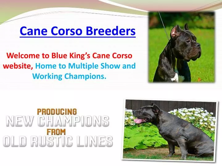welcome to blue king s cane corso website home to multiple show and working champions