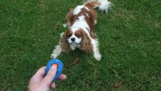 Training an Aggressive Dog