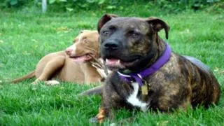 Train Your Pit Bull Terrier - Whistle Dog Training
