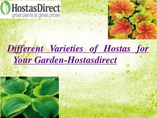 Different Varieties of Hostas for Your Garden- Hostasdirect