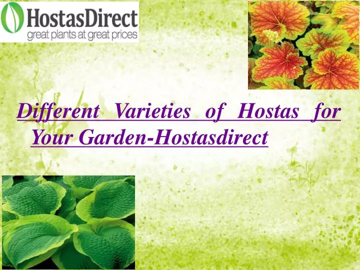 different varieties of hostas for your garden hostasdirect