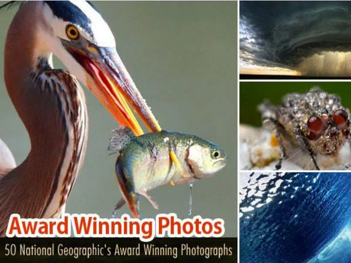 award winning photos 50 national geographic s award winning photographs