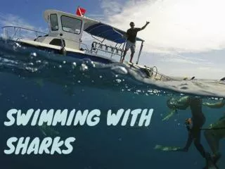 swimming with sharks