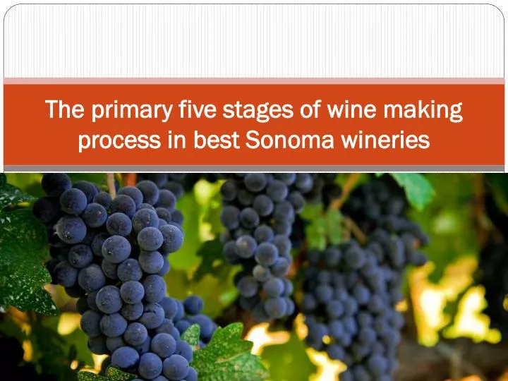 the primary five stages of wine making process in best sonoma wineries