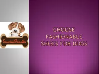 Choose fashionable shoes for dogs