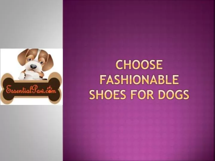choose fashionable shoes for dogs